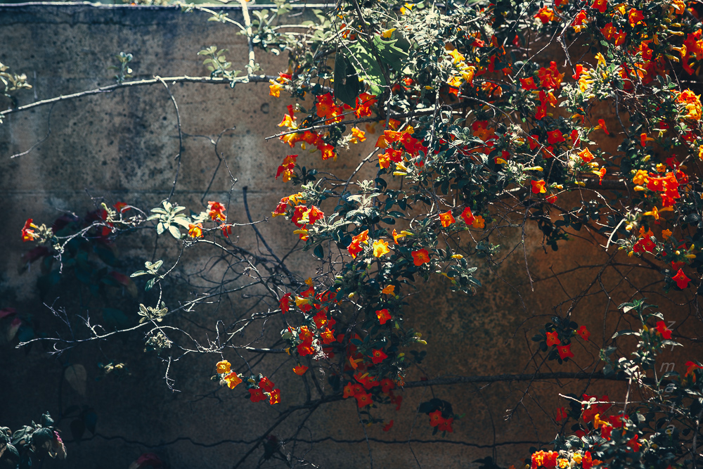 живая картина