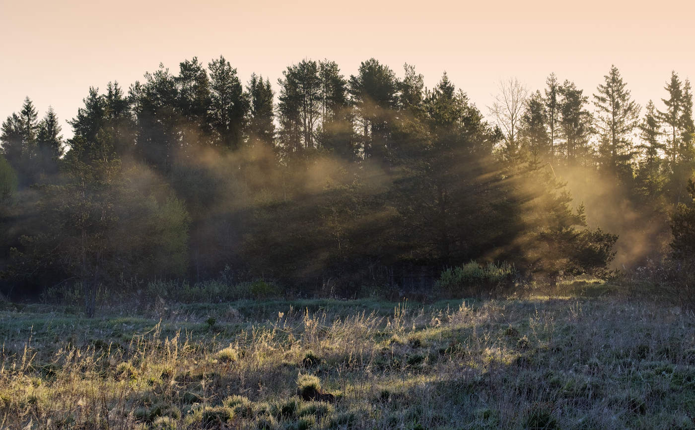 Солнечные брызги