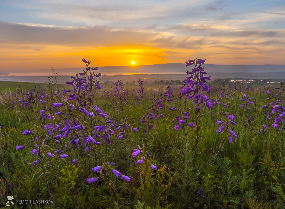 Колокольчики на рассвете