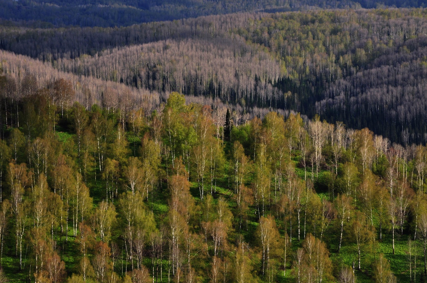 Краски ранней весны