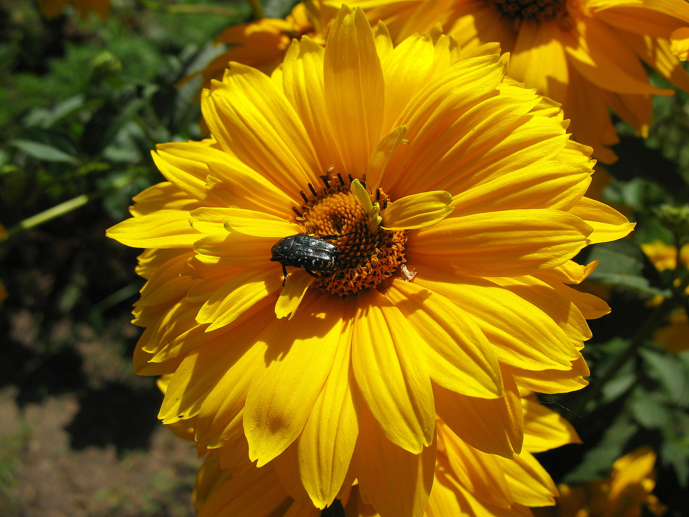 Гелиопсис и жучок