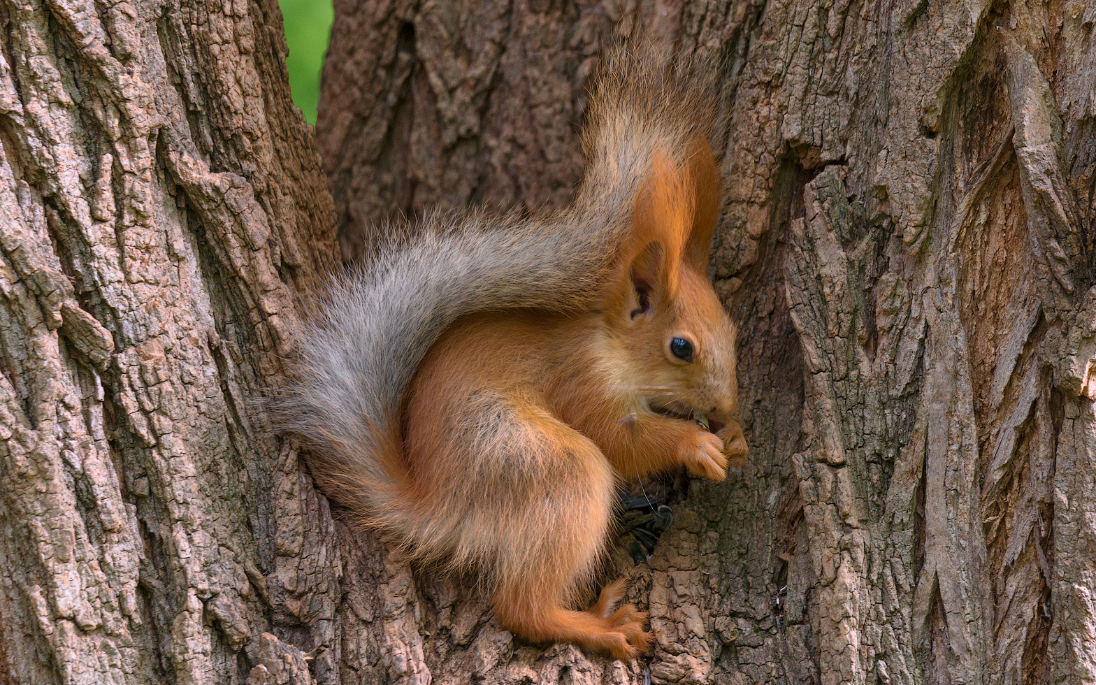 Про бельчонка