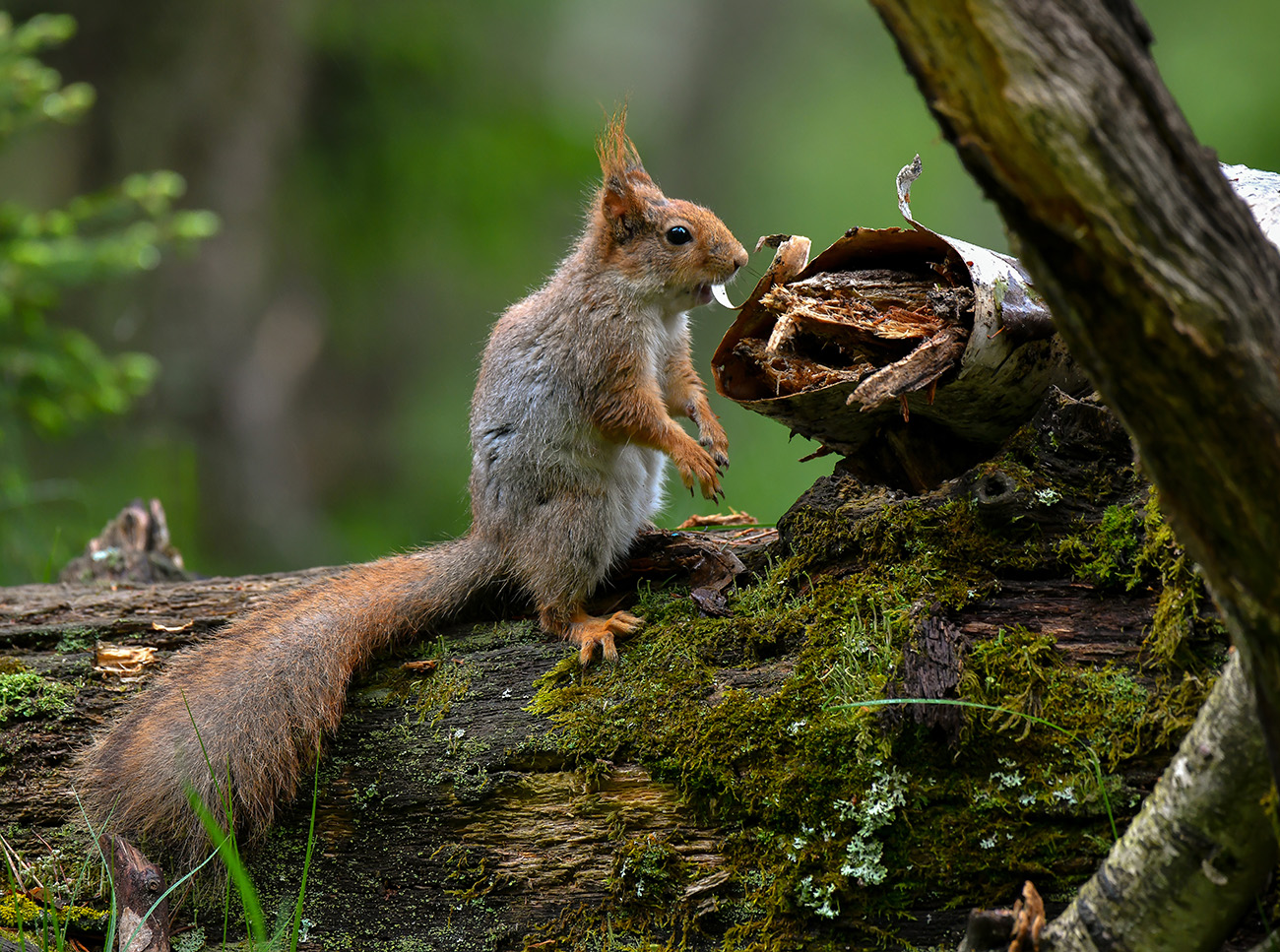 Картинка из леса.