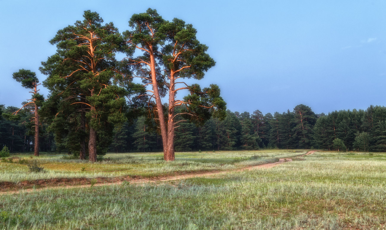 Вечер над лесом