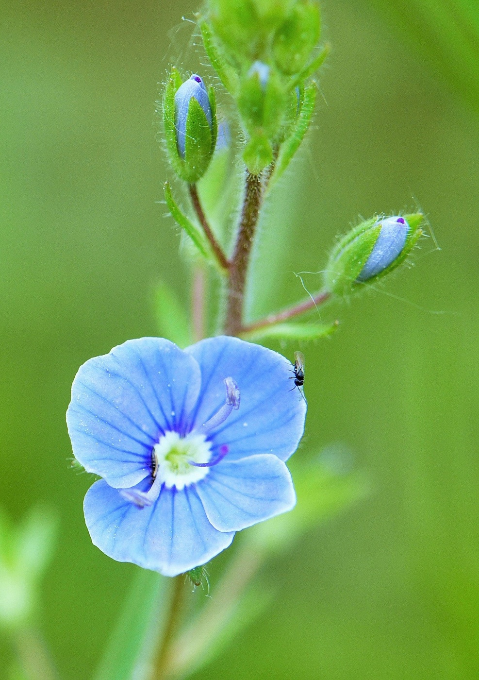 Пробуждение ...