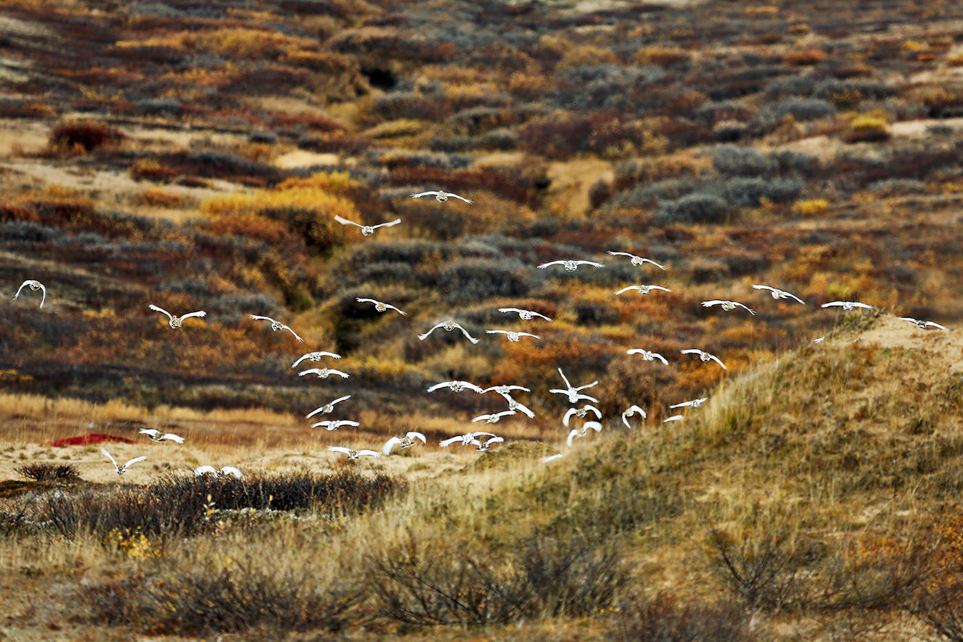 Белые крылья