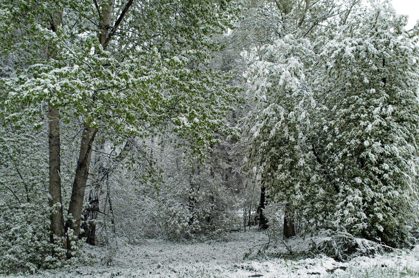 цветение черемухи
