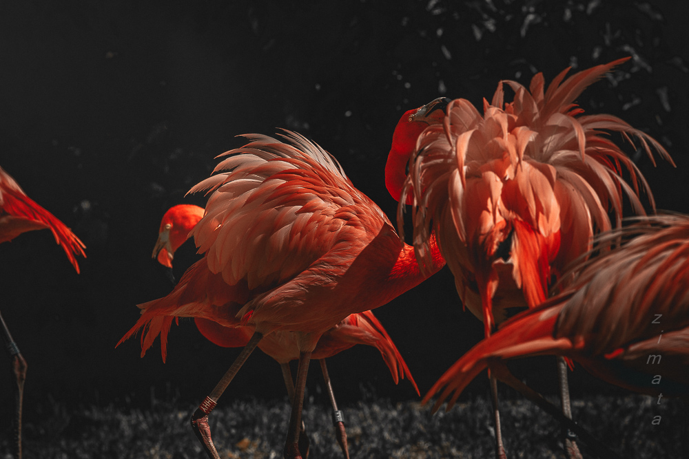 сплошные перья