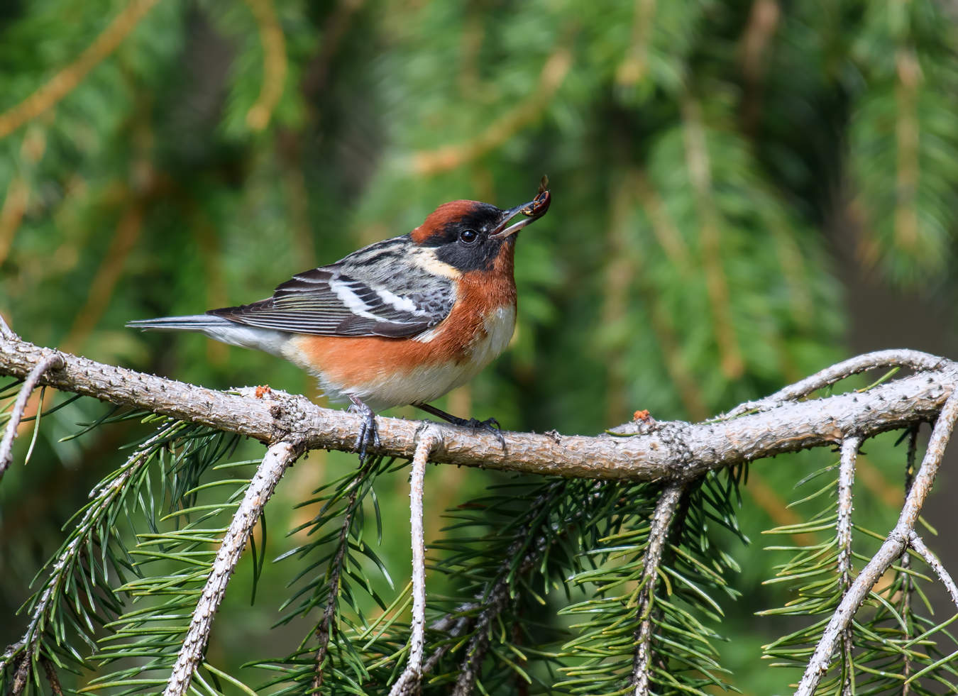 Bay-breasted-Warbler (male)