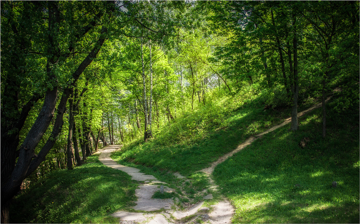 Лесные тропинки