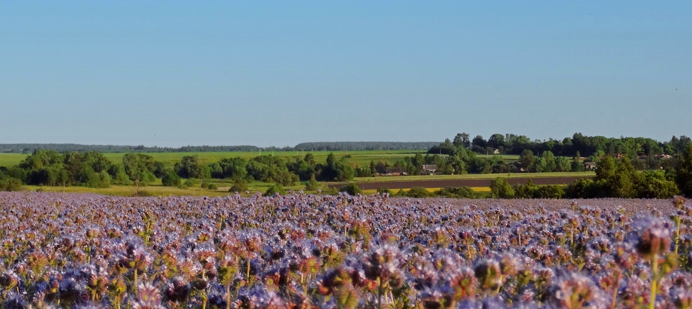 Цветущие поля