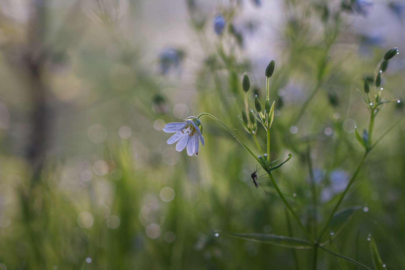 про комарика