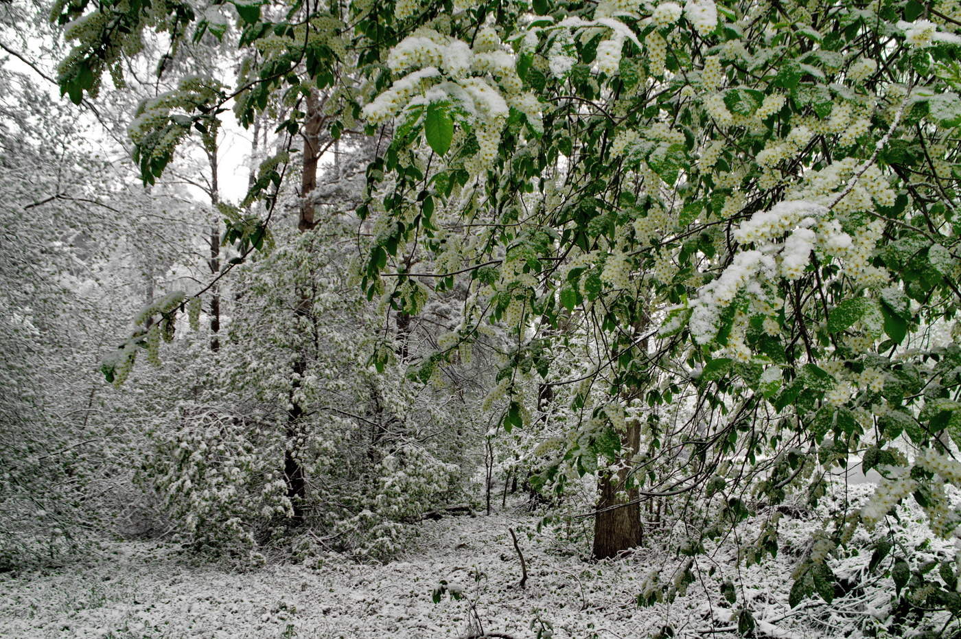 черемуха цветет