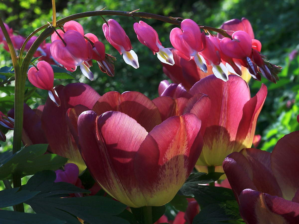 Пора цветения.