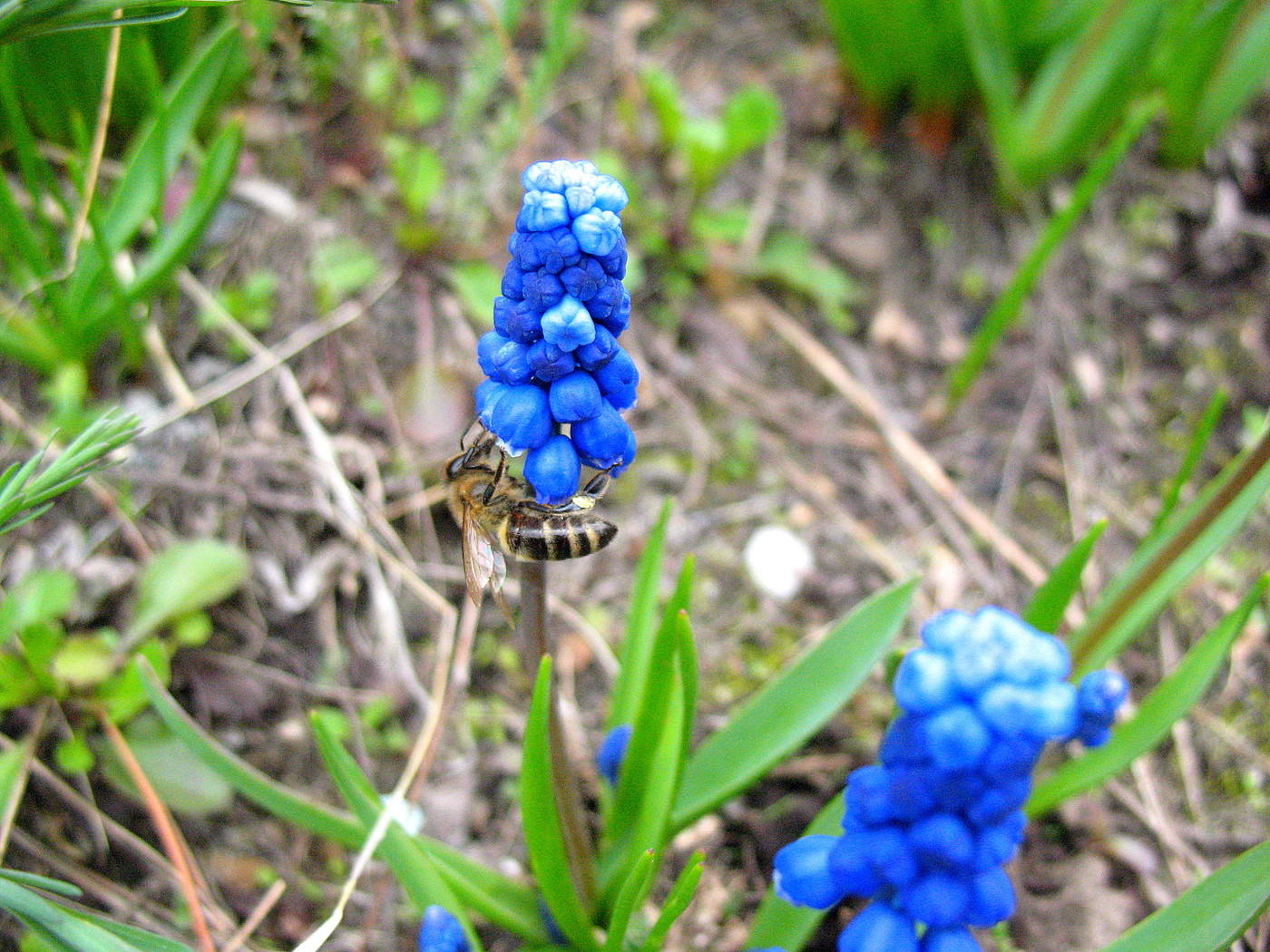 Мускари с пчёлкой