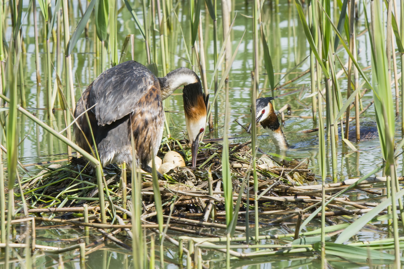 Чё, ещё не вылупились?