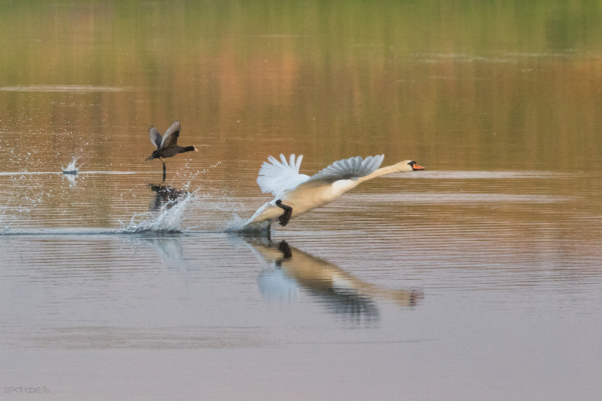 Белые начинают и выигрывают