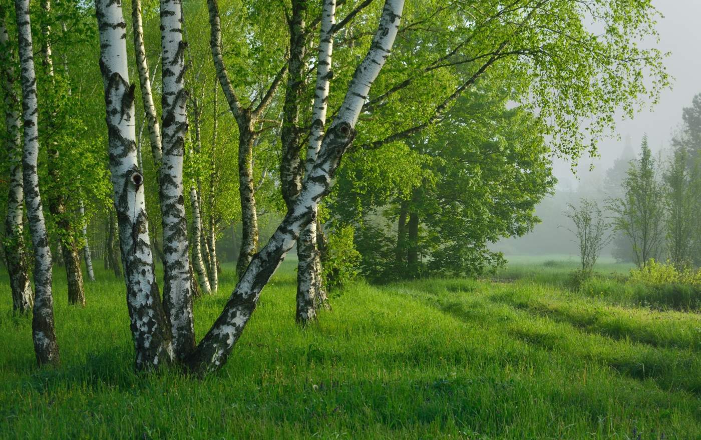 Летнее утро