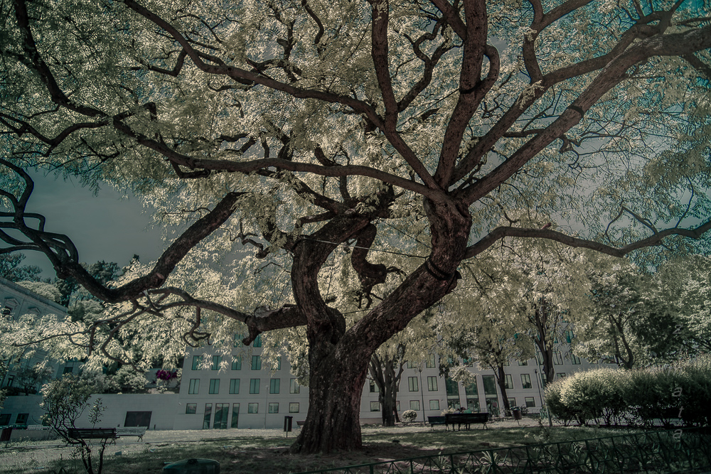 сияющее дерево