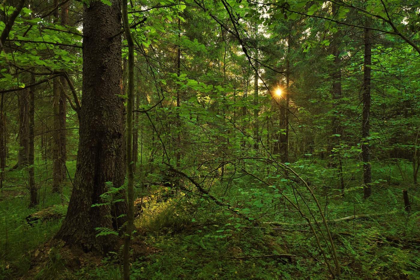 Вечерний этюд ...