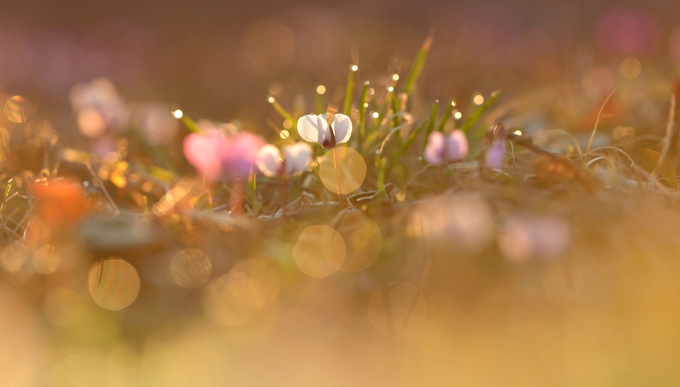 Первоцветы