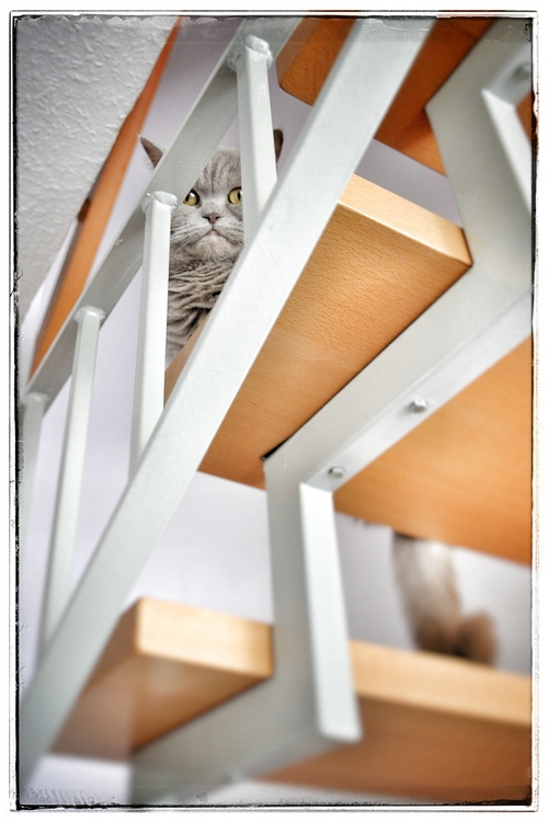 портрет на лестнице