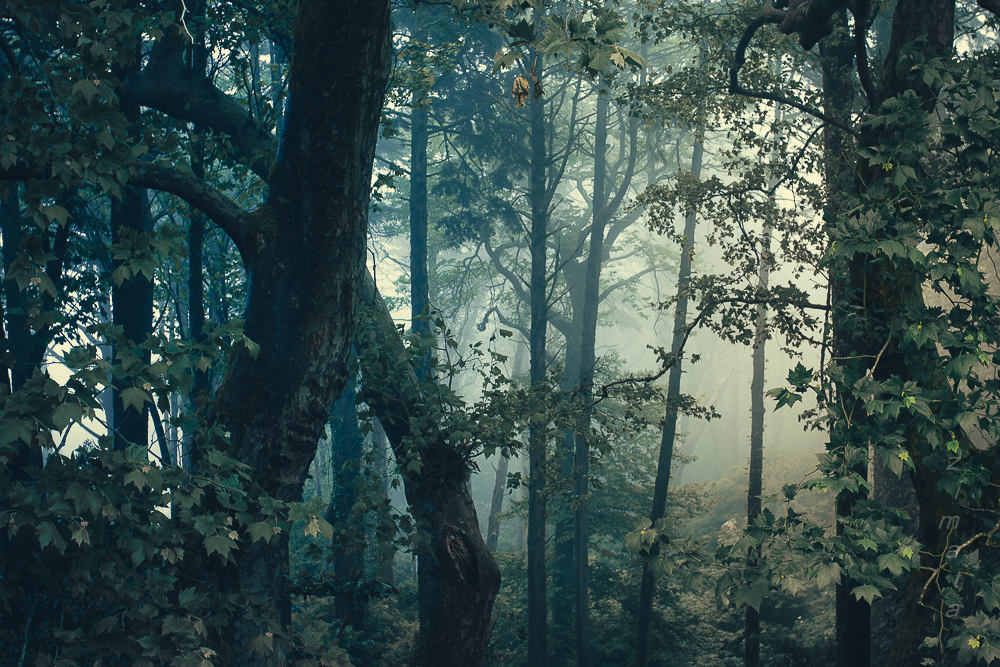 туманность