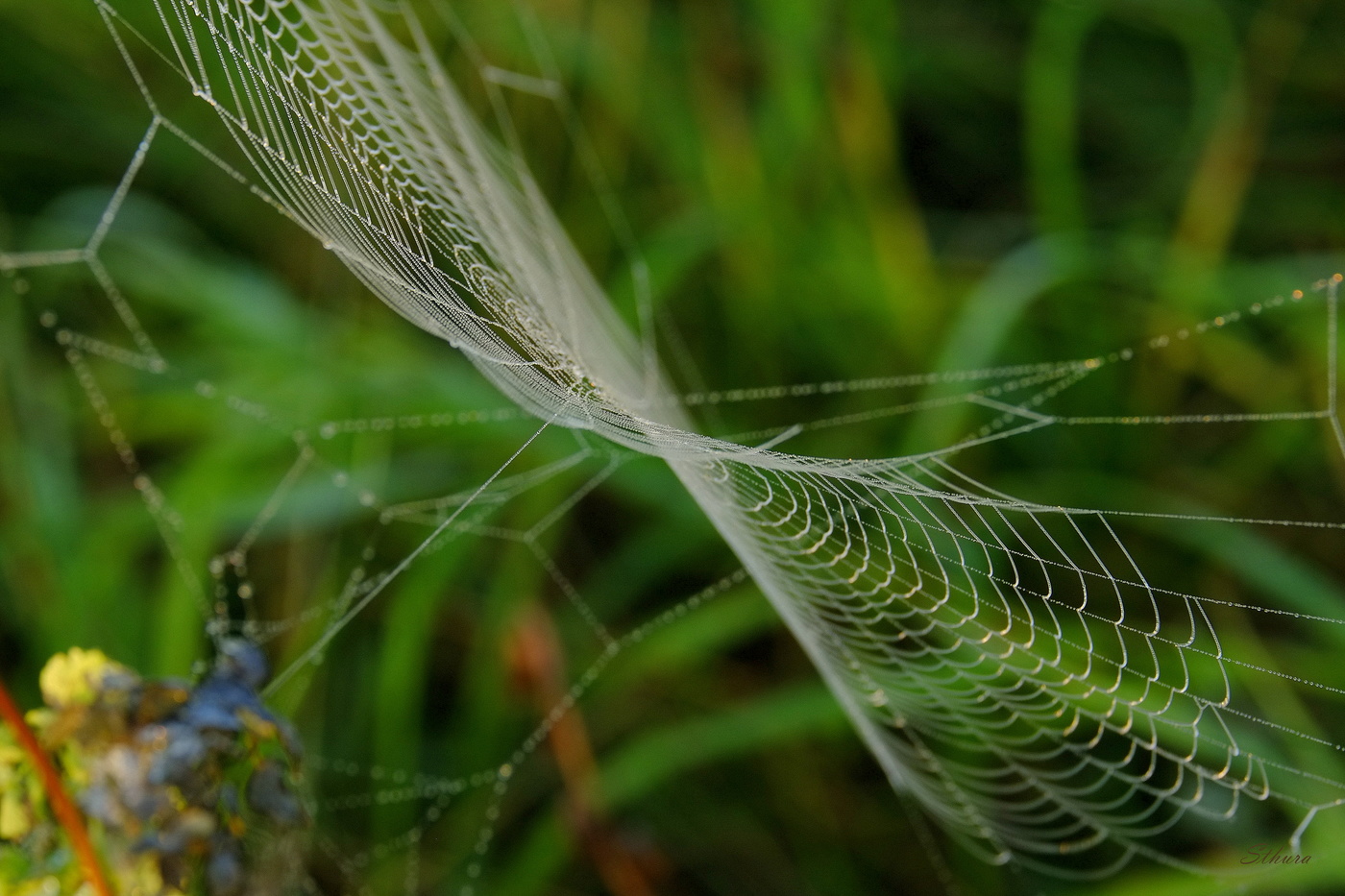 Паутина.