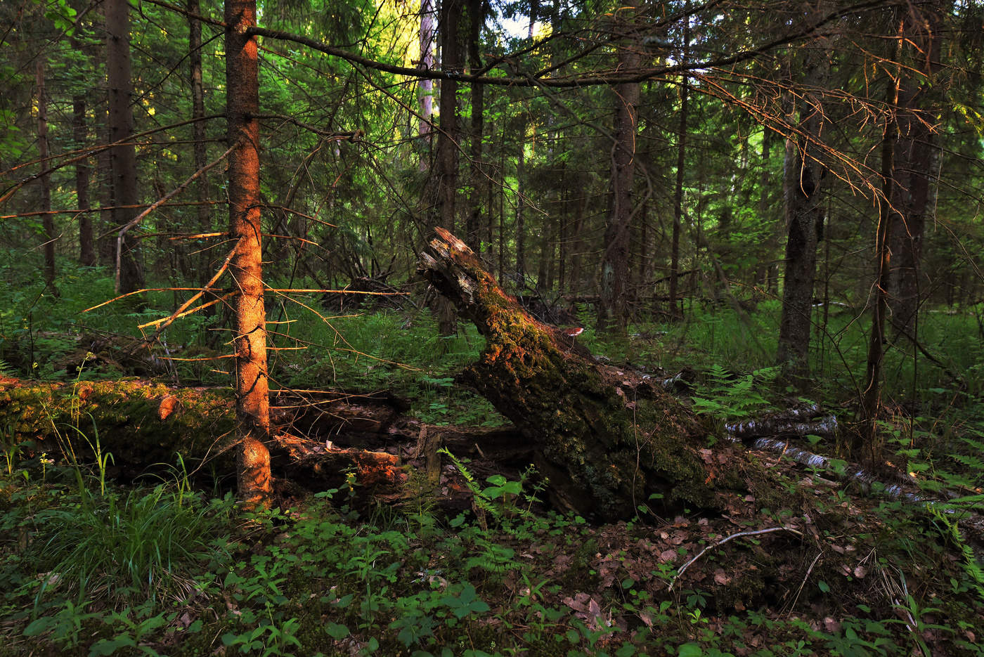 Из жизни деревьев ...
