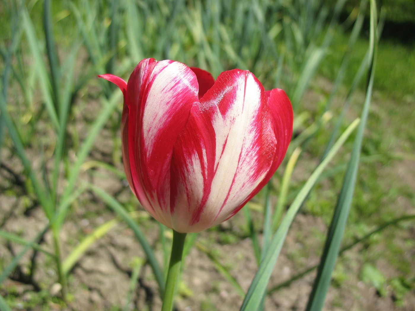 Тюльпанчик