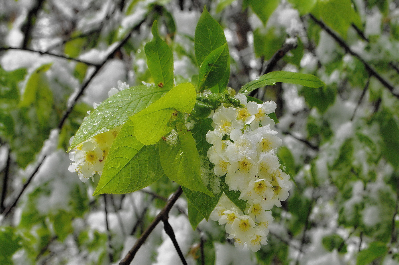 черемуха в снегу