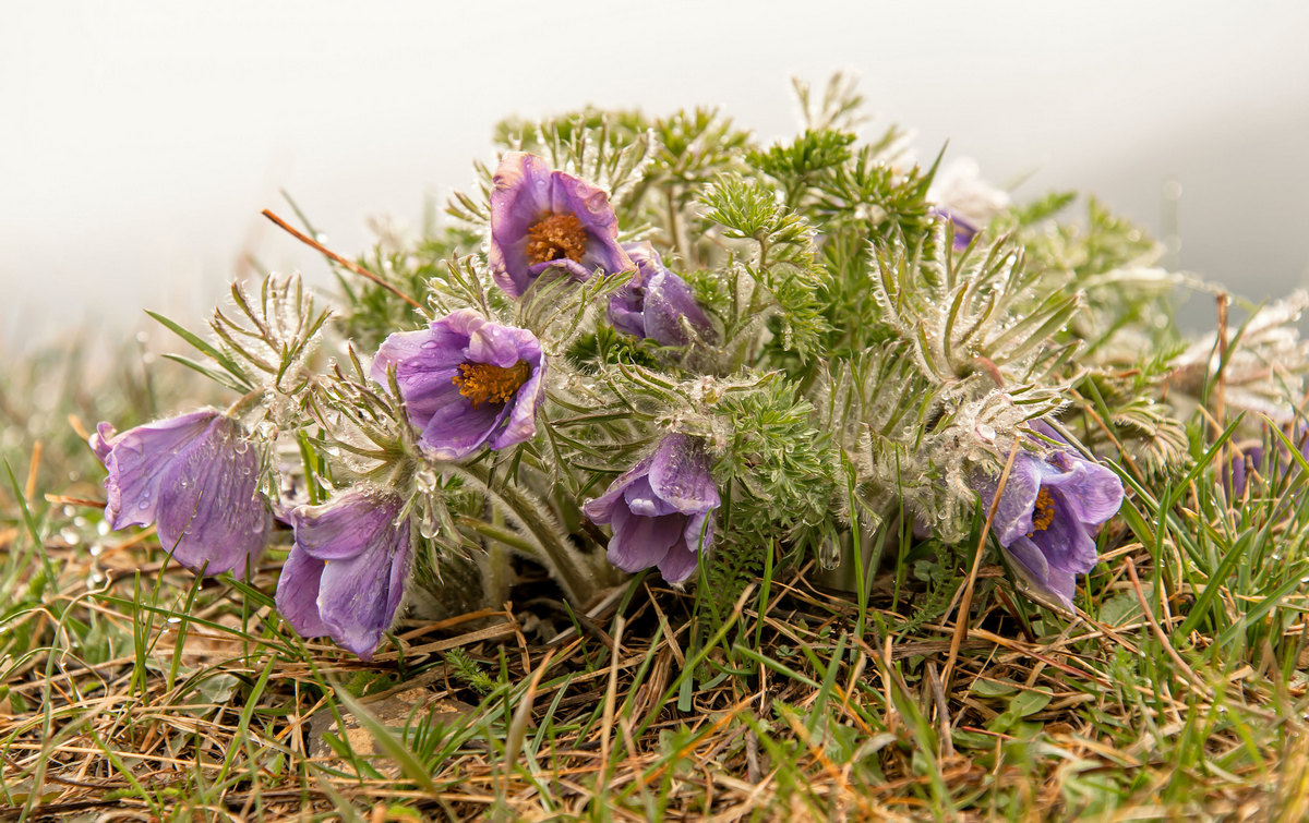 Под весенним дождём...