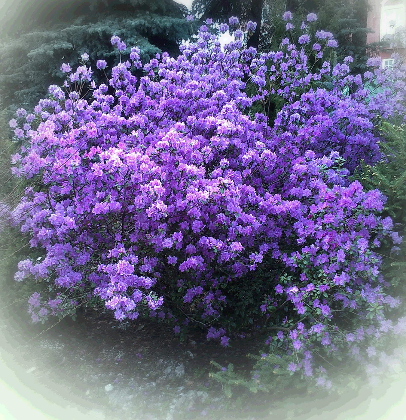 Рододендрон.