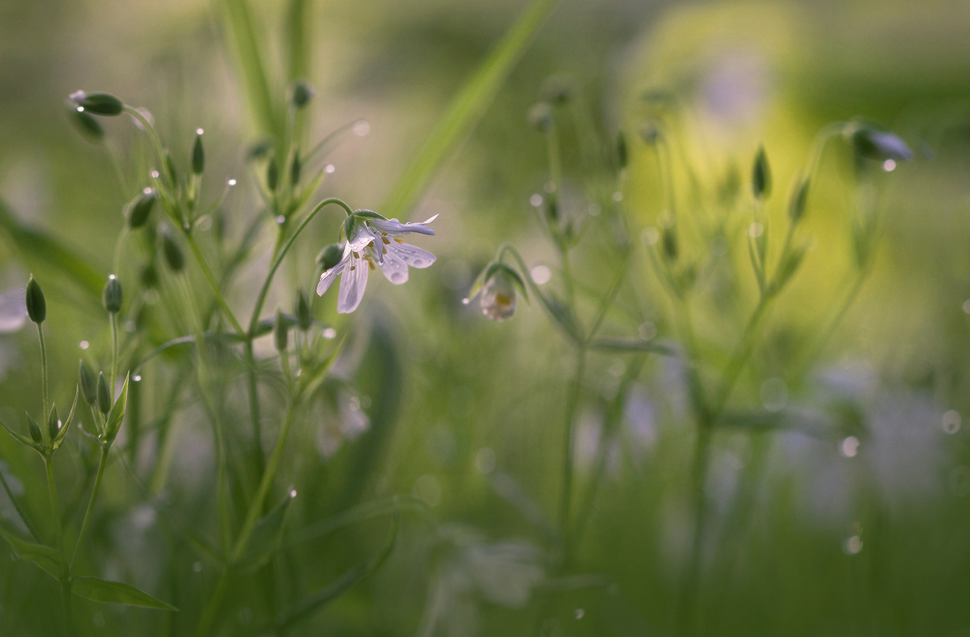 маленький скромный цветочек