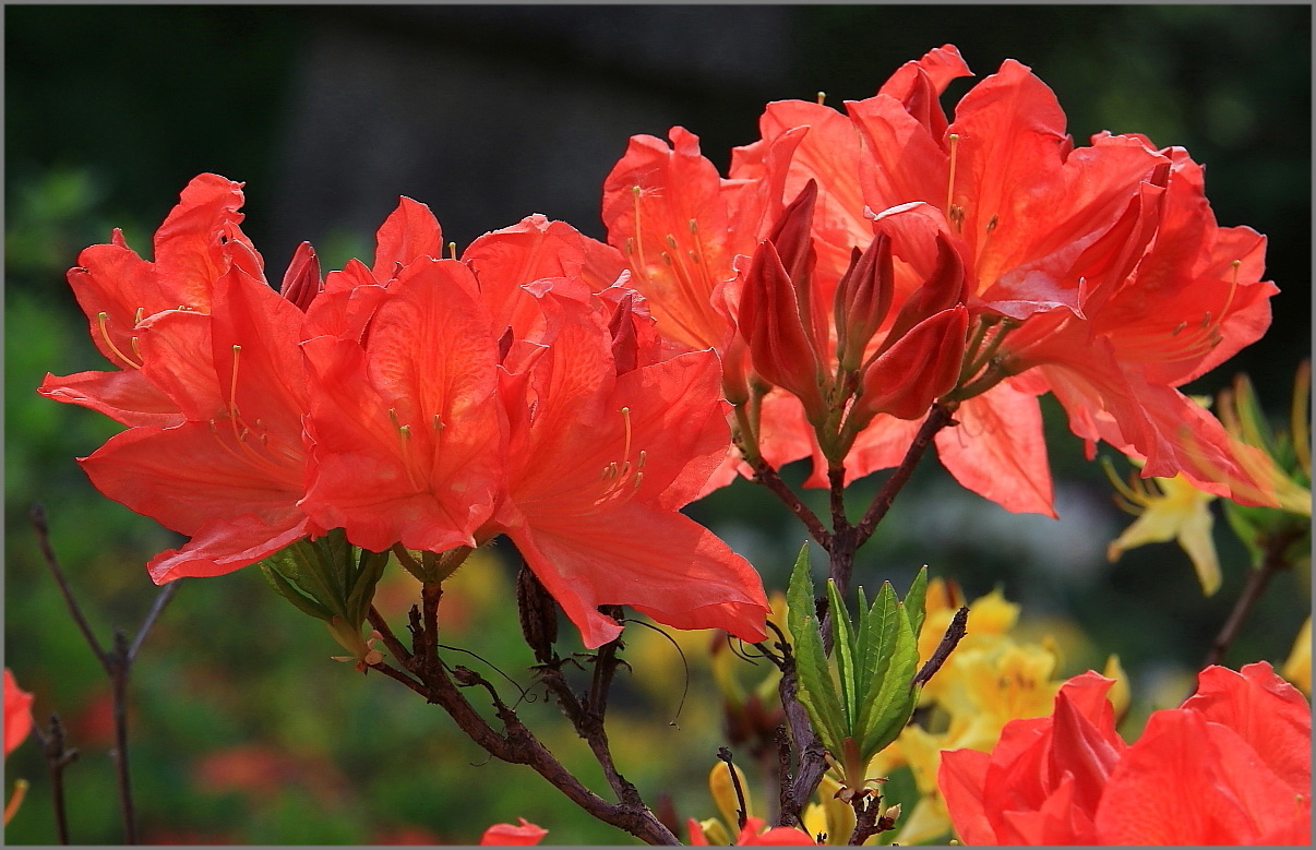 Рододендроны.