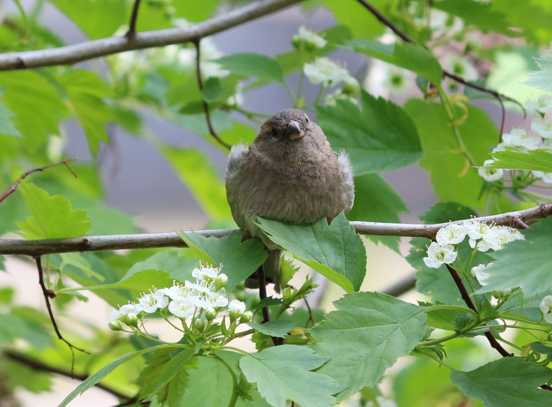 Чего уставился ))
