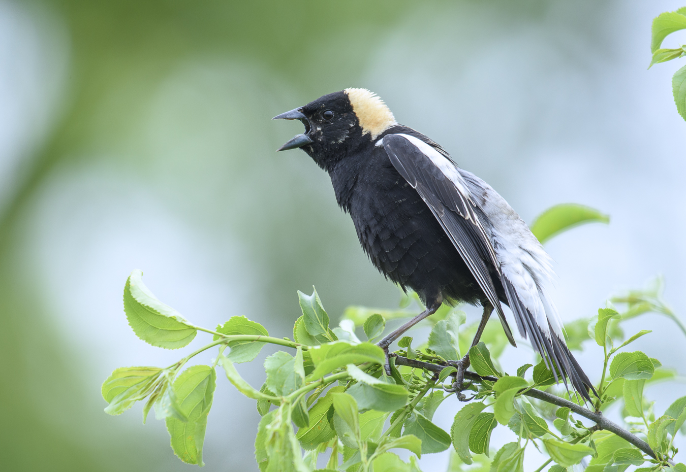 Bobolink (male)