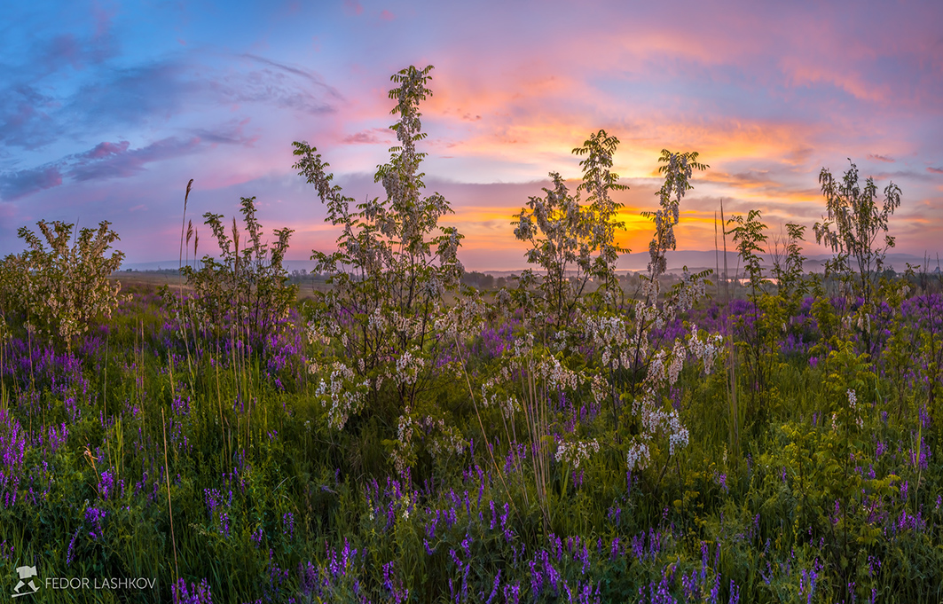 Цветущая акация на заре