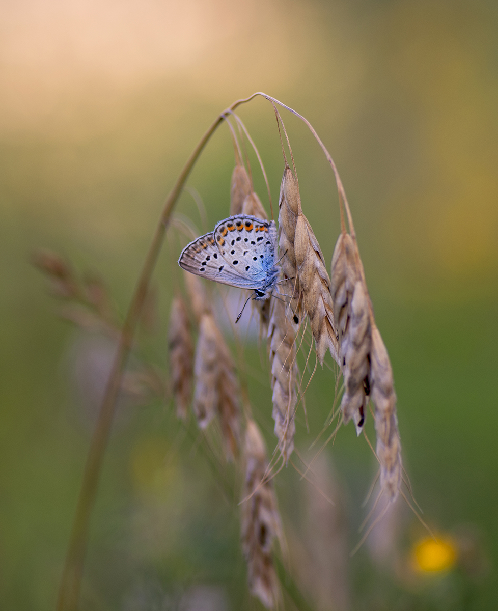Закат и голубянка