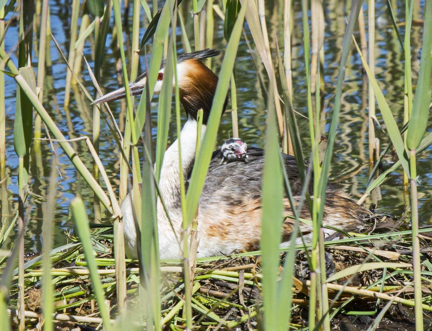 День от роду.