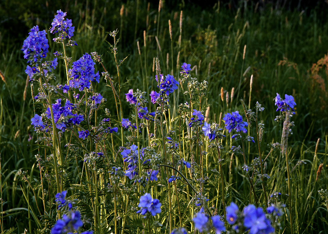 Колокольчик