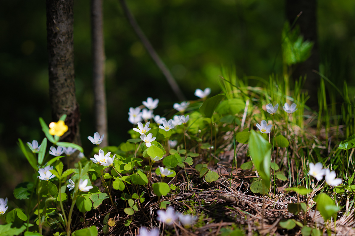 Немного весенних цветочков