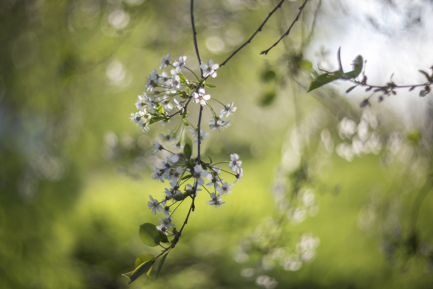 Закружила голову Весна