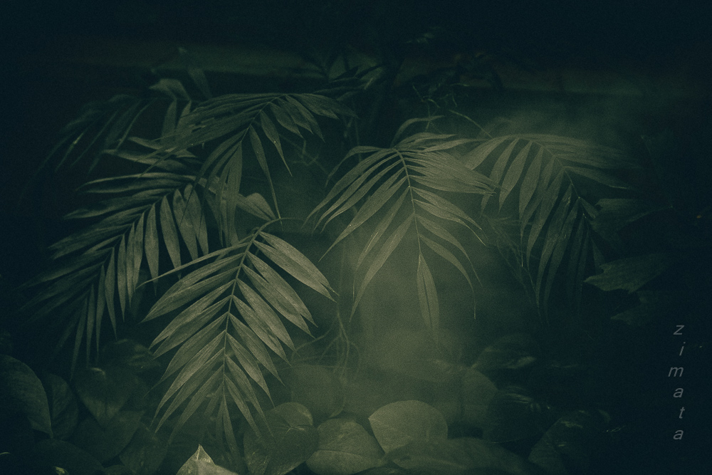 тропическая зелень