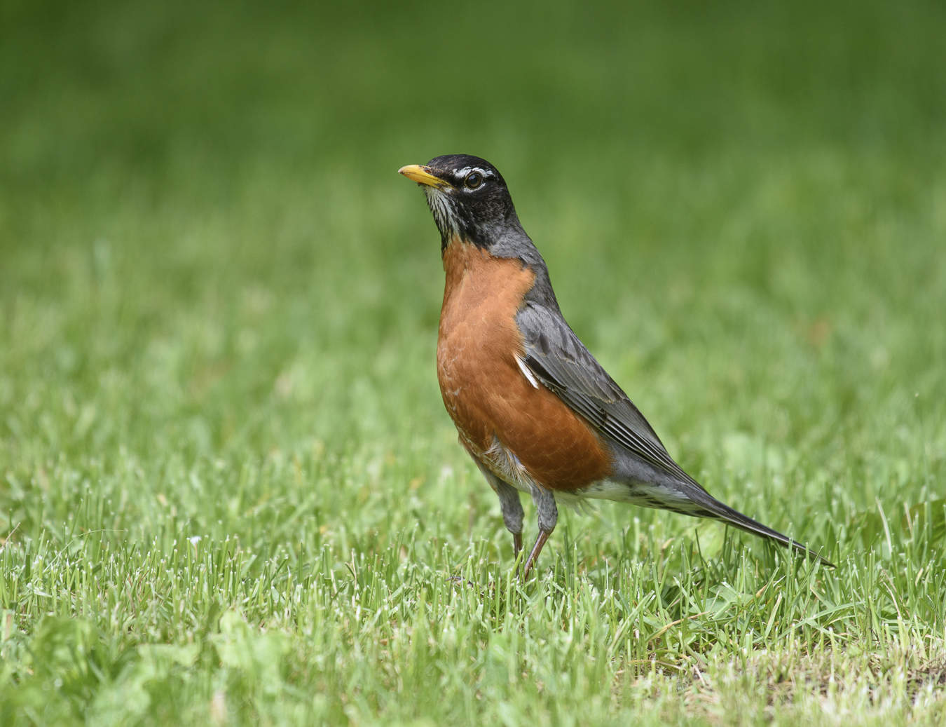 AMERICAN ROBIN
