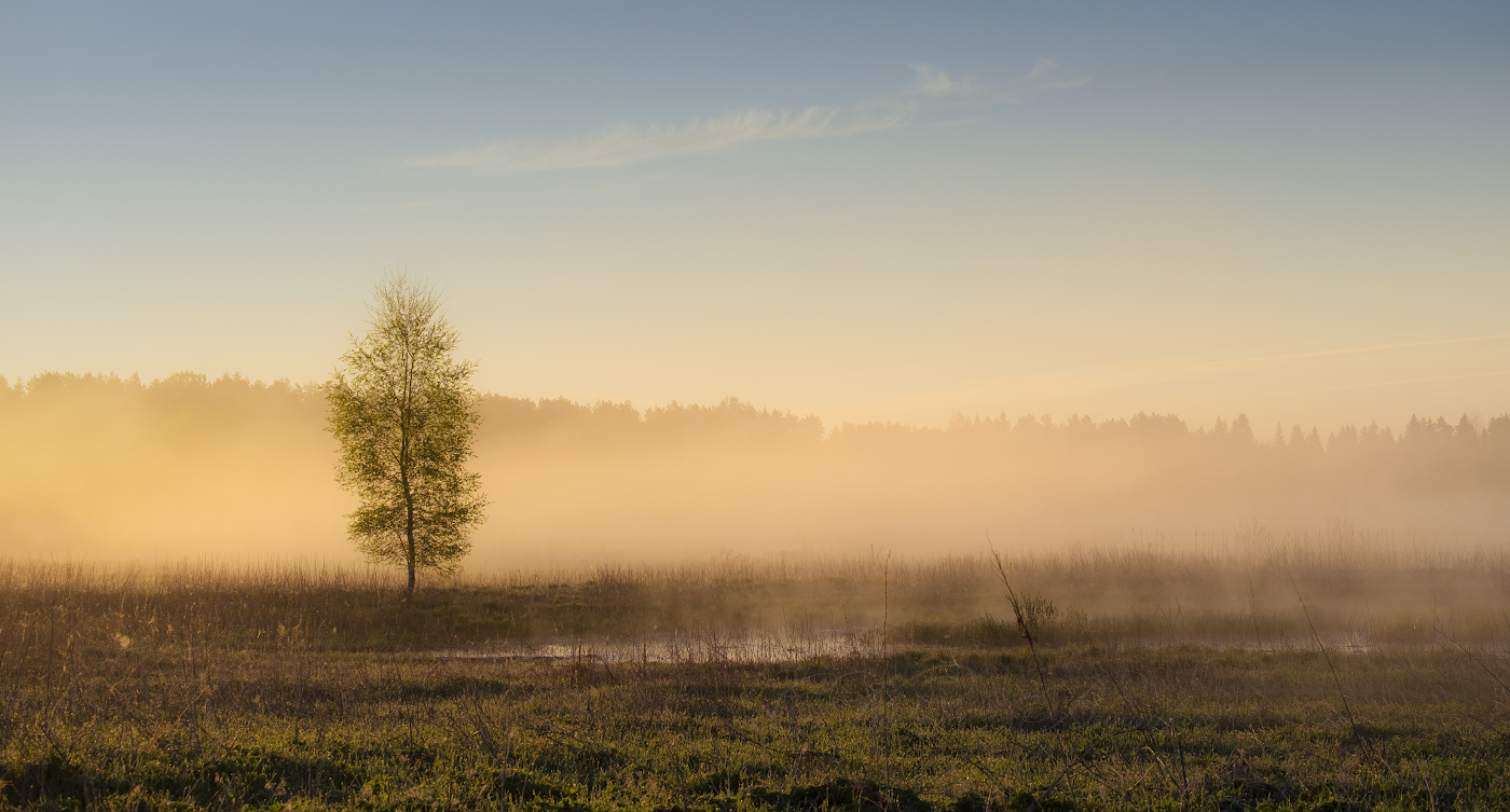 Во поле туманном берёза стояла