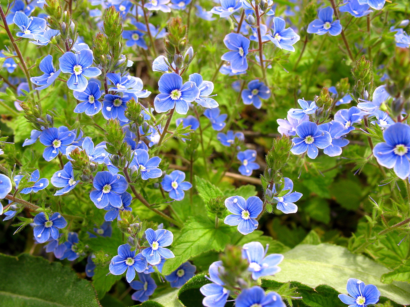 Весёленький ситчик