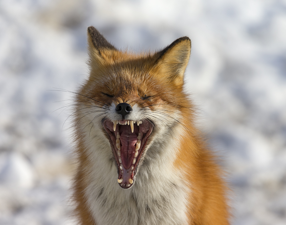 Песня про зайцев