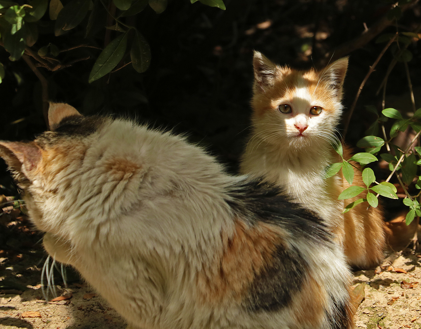 История не моей жизни