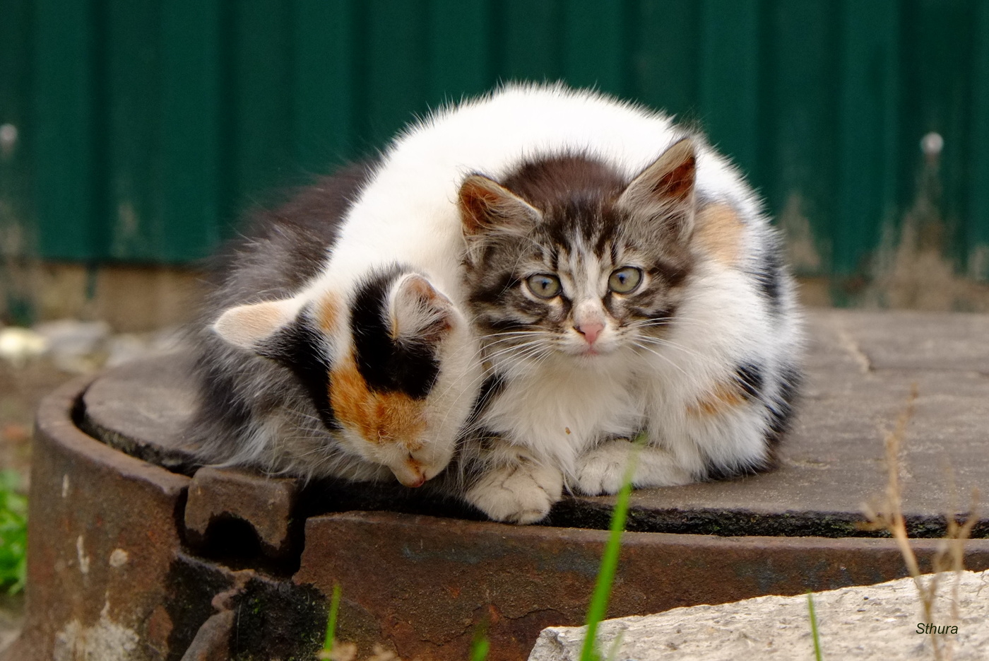 История не моей жизни